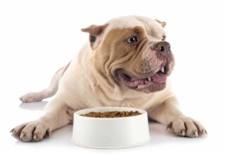 Köpekler En Çok Ne Yemeyi Sever?