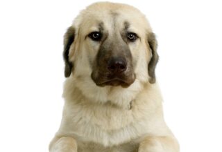 Aksaray Malaklısı Özellikleri