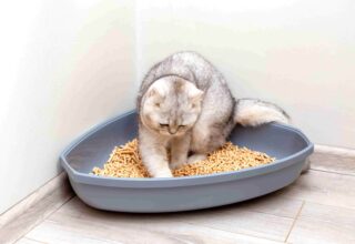 Kedilerin Kum Kabı Dışına Dışkı Yapması Nasıl Engellenir?