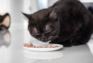 Tatlı Yemek Kedilere Zarar Verir mi?
