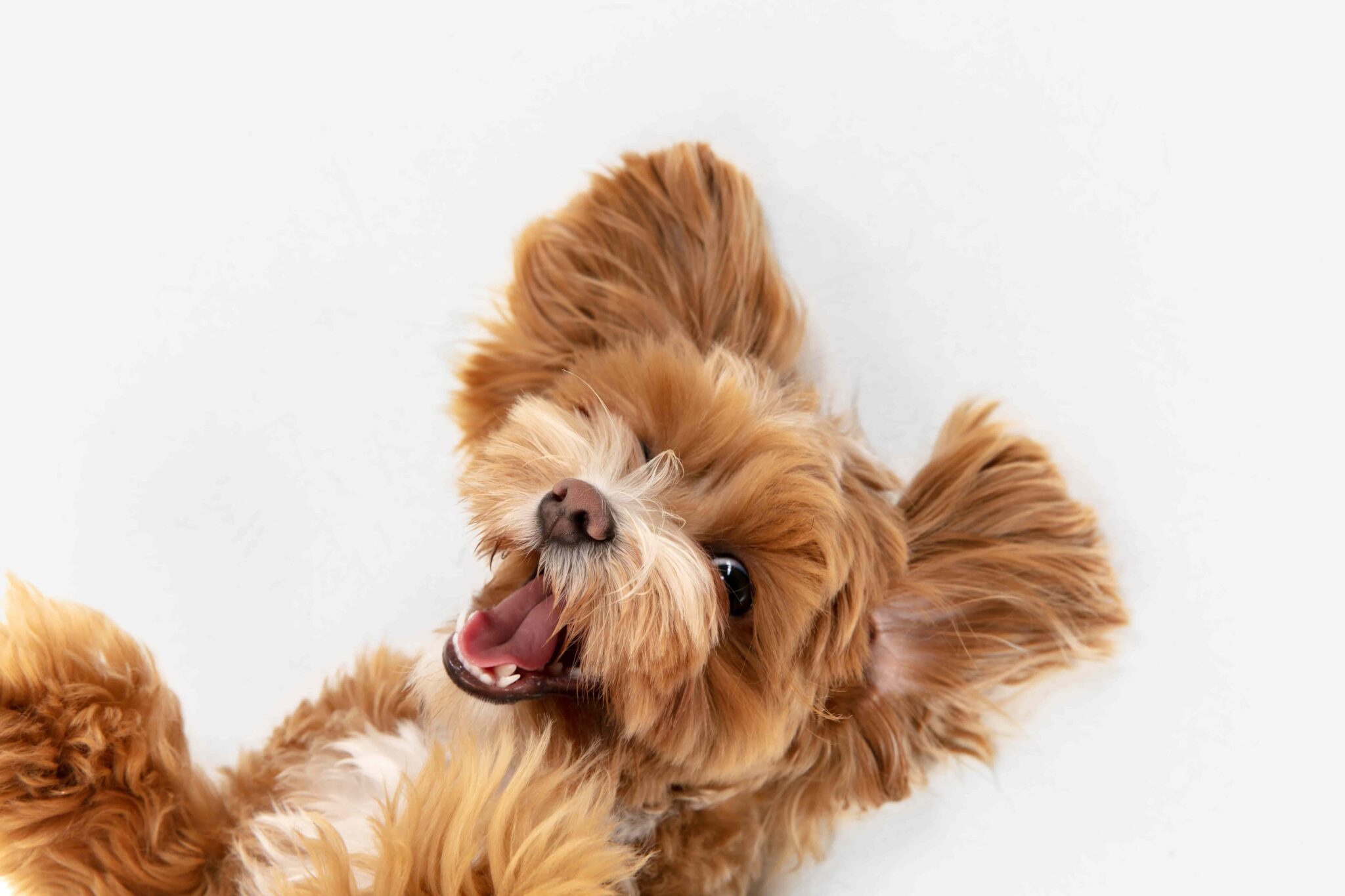 Dişi Köpekler için Regl Pedi Hayvan Ajans